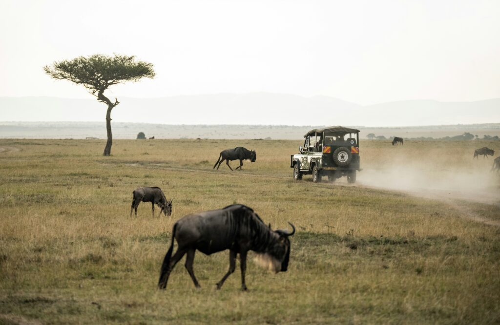 An Image Depicting The Maasai Mara Tour Destination for Tourists In Kenya and Beyond