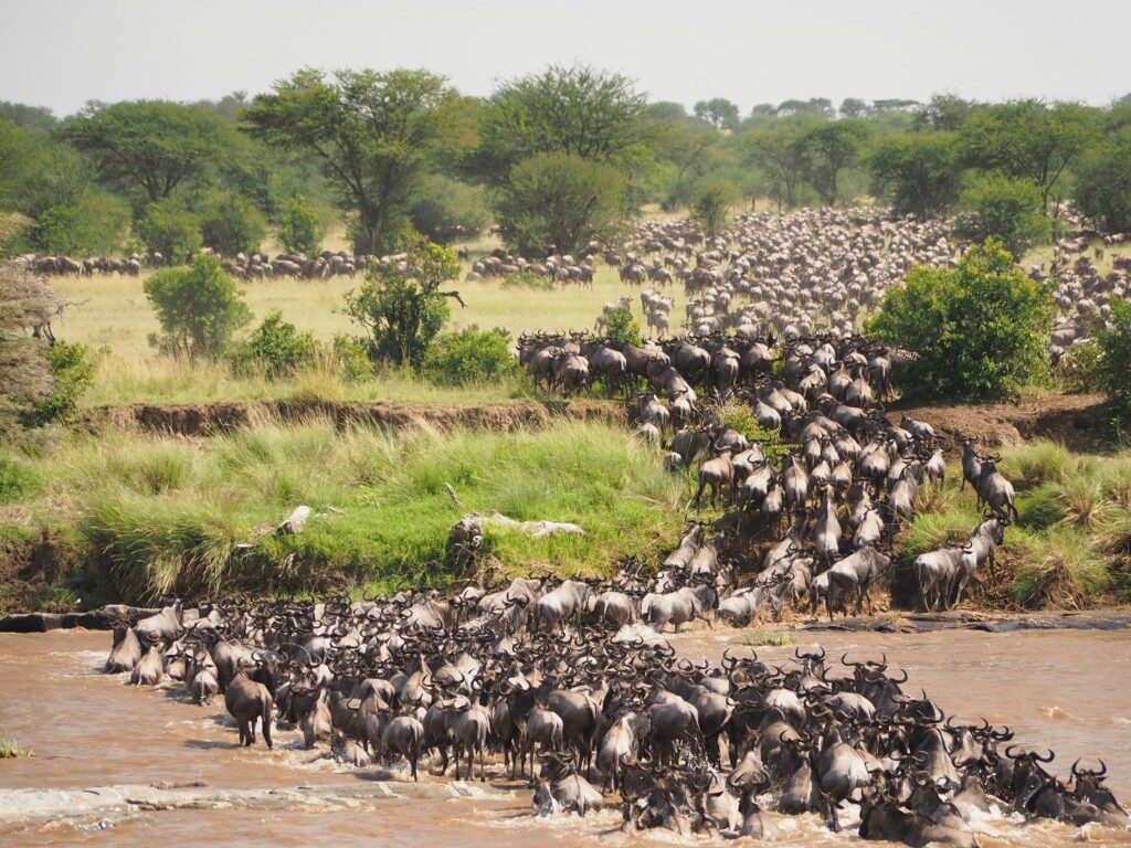Why Do Wildebeest Migration Routes Pass Through the Mara River?